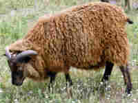 photo of listed lamb