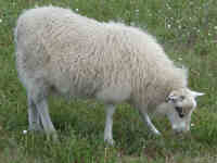 photo of listed lamb