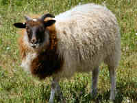 photo of listed lamb