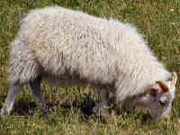photo of listed lamb