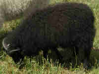 photo of listed lamb