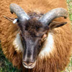 photo of listed lamb