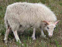photo of listed lamb