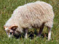 photo of listed lamb