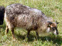 photo of listed lamb