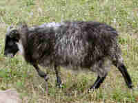 photo of listed lamb