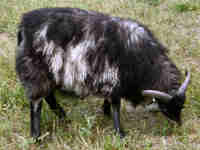 photo of listed lamb