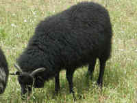 photo of listed lamb