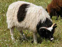 photo of listed lamb