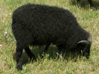 photo of listed lamb
