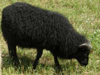 photo of listed lamb