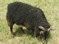 photo of listed lamb