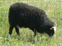 photo of listed lamb