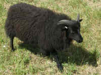 photo of listed lamb