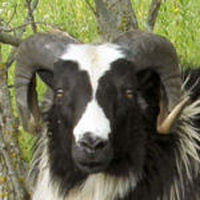 photo of listed ram