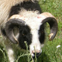 photo of listed ram