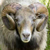 photo of listed ram