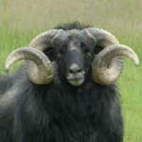 photo of listed ram