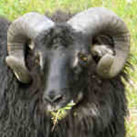 photo of listed ram