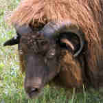 photo of listed lamb