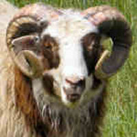 photo of listed ram