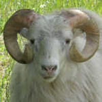 photo of listed lamb