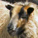 photo of listed lamb