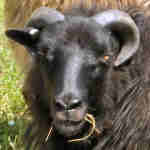 photo of listed lamb