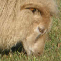photo of listed ewe