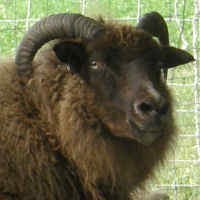 photo of listed ewe