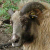photo of listed ewe
