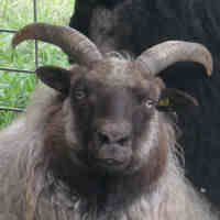 photo of listed ewe