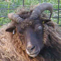 photo of listed ewe