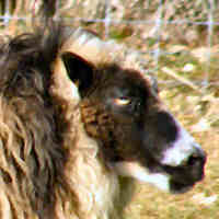 photo of listed ewe