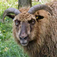photo of listed ewe