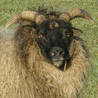 photo of listed ewe