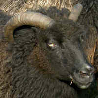 photo of listed ewe