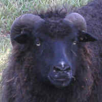 photo of listed ewe