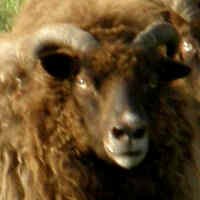 photo of listed ewe