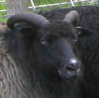 photo of listed ewe