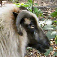photo of listed ewe