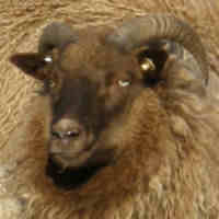 photo of listed ewe