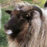 photo of listed ewe