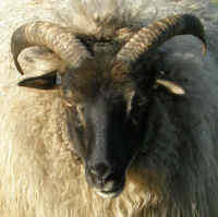 photo of listed ewe