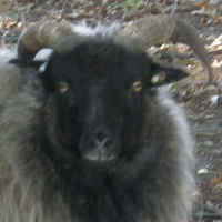 photo of listed ewe