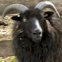 photo of listed ewe