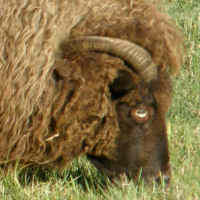 photo of listed ewe