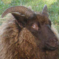 photo of listed ewe
