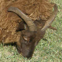 photo of listed ewe