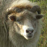 photo of listed ewe